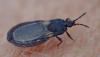 Aneurus sp.